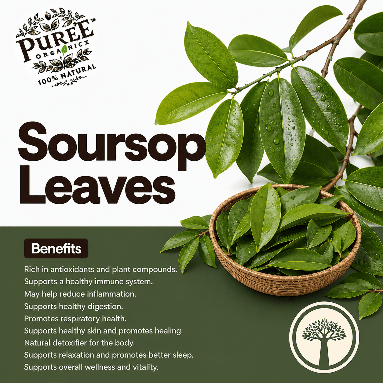 Soursop Leaves